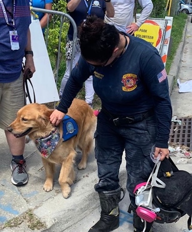 Person Petting a Golden Retriever