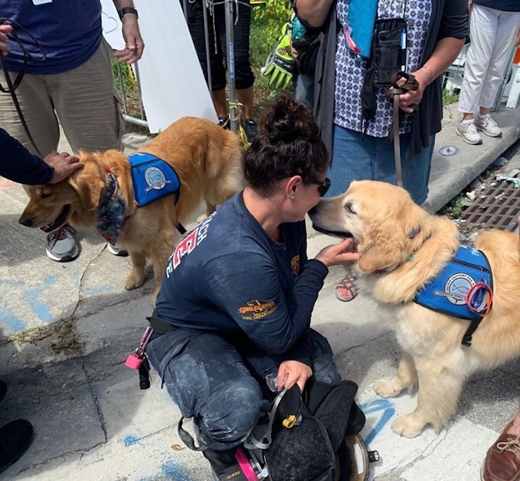 Person Petting a Golden Retriever