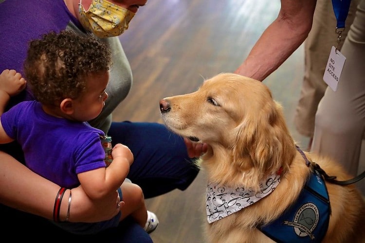 Person Petting a Golden Retriever