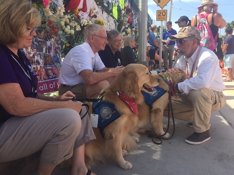 LCC Canine Comfort Team of Golden Retrievers