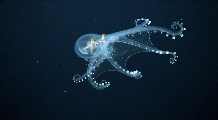 Glass Octopus Sighting