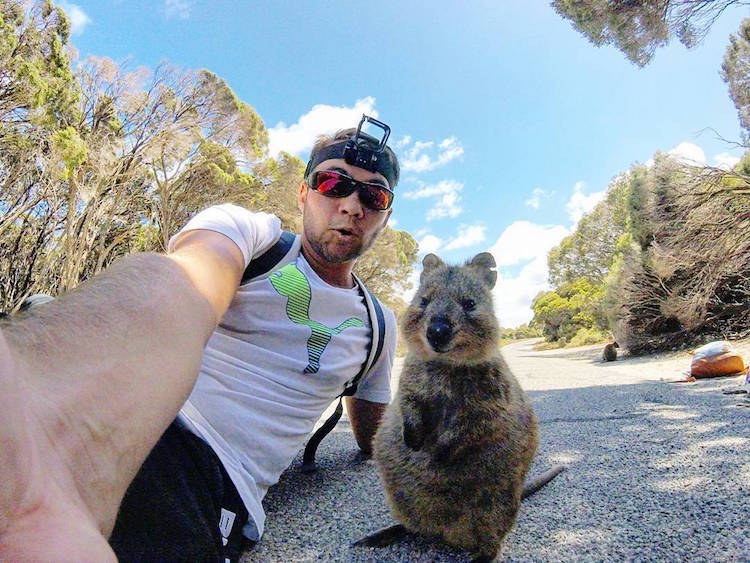 quokka selfie man and quokka campbell jones gopro animals cute australia