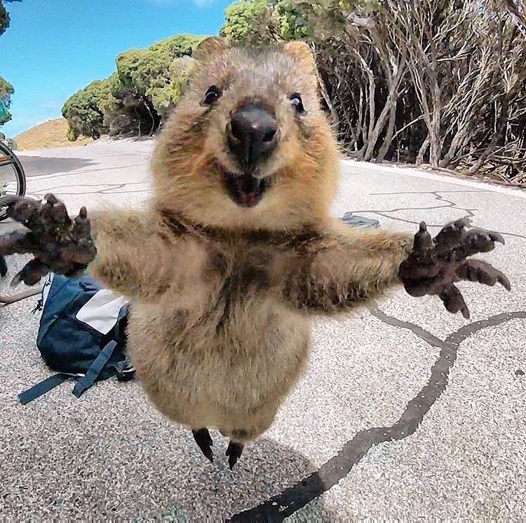 quokka selfie man and quokka campbell jones gopro animals cute australia
