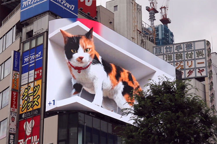 3D Cat Billboard in Tokyo