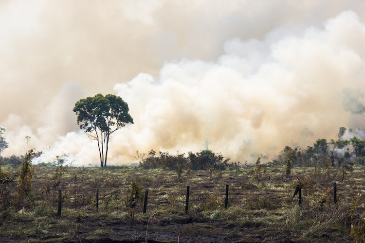 Burning the Brazilian Rainforest