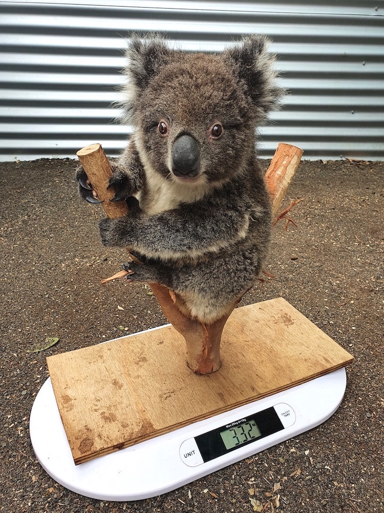 How to Weigh a Koala by Kangaroo Island Wildlife Park