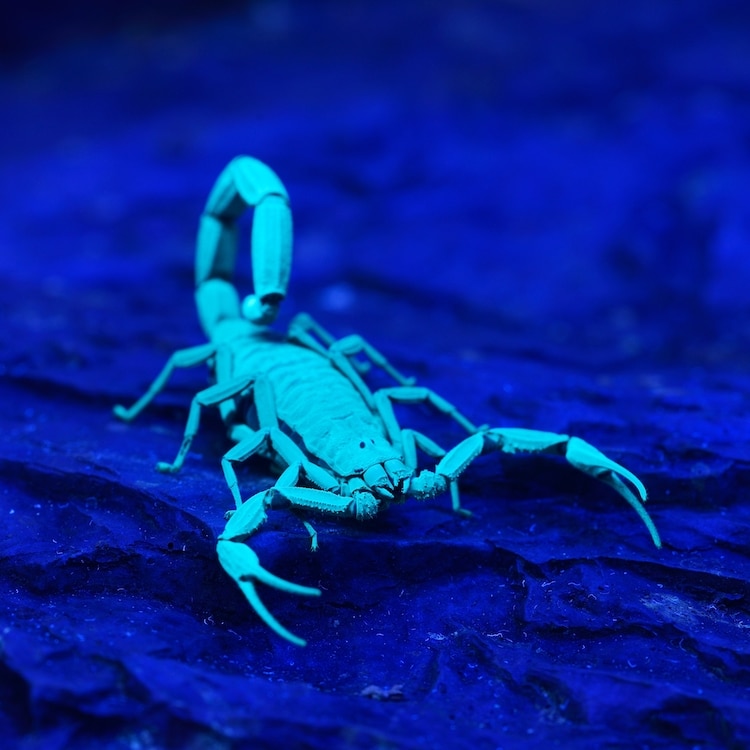 Scorpion Glowing Under UV Light