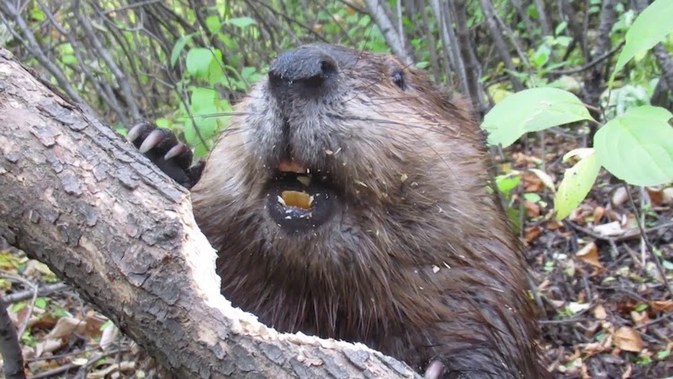 Beaver Chews Through Tree