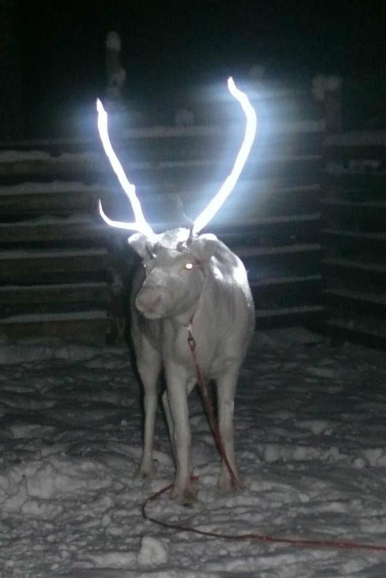 Reindeer With Reflective Paint on Antlers