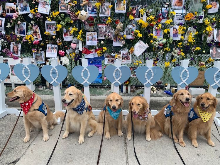 LCC Canine Comfort Team of Golden Retrievers