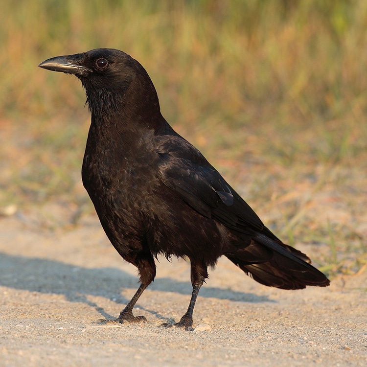 Crows are Intelligent Enough to Understand The Concept of Zero