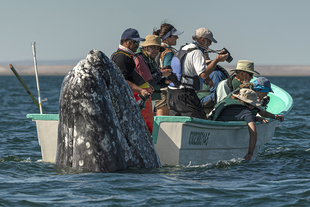 Viral Whale Watching Photo by Eric J Smith