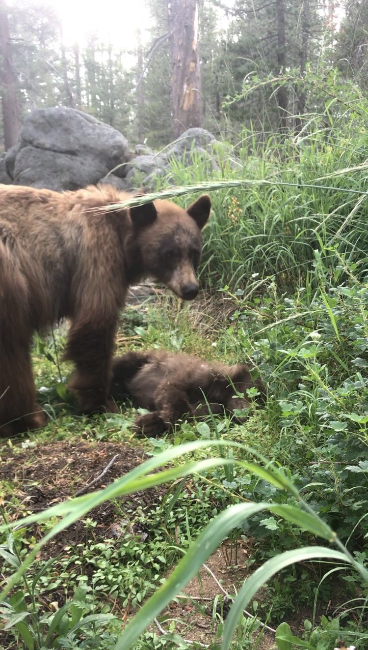 Grieving Mother Bear Stands Over Her Dead Cub