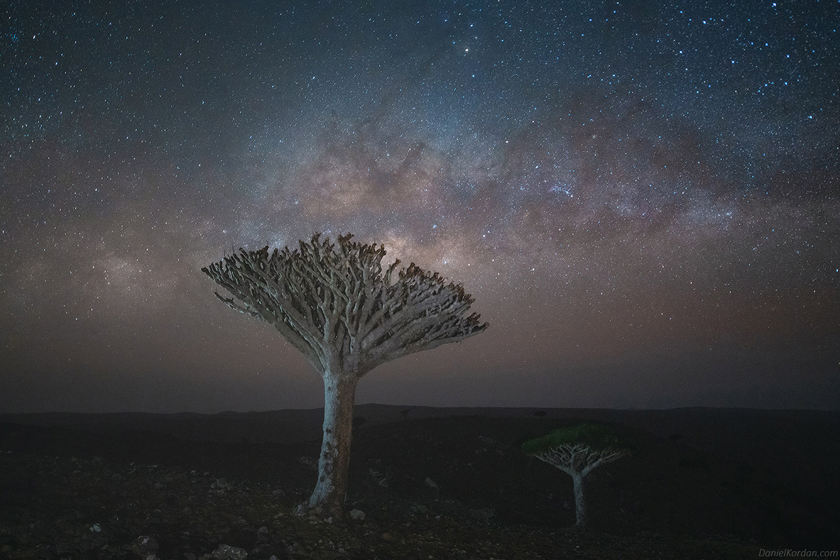 Daniel Kordan Photographs Socota's Dragon Blood Tree