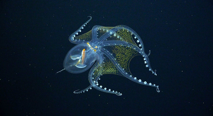 Researchers Exploring the Deep Waters of the Ocean Encounter a Rare Glass Octopus