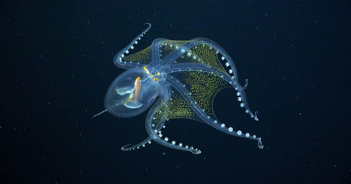 glass-octopus-pacific-ocean-thumbnail.jpg - ViralBandit