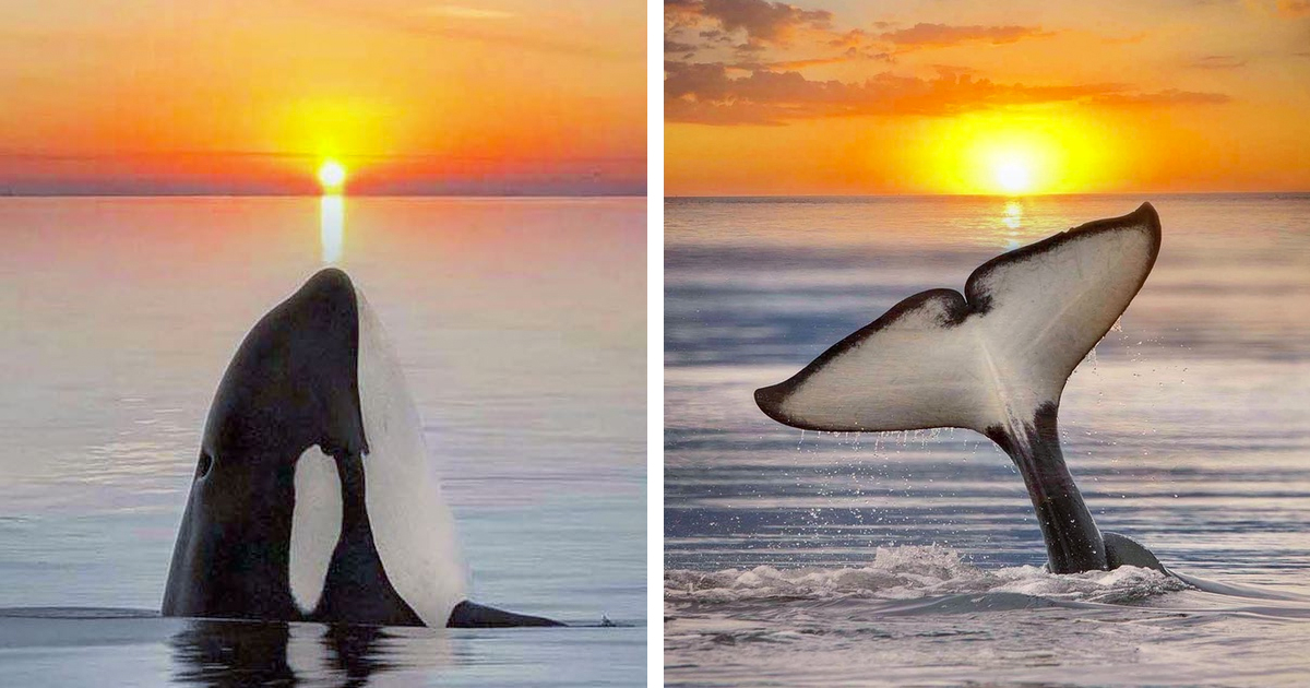 orca-sunset-marys-mark-photography-thumbnail.jpg - ViralBandit