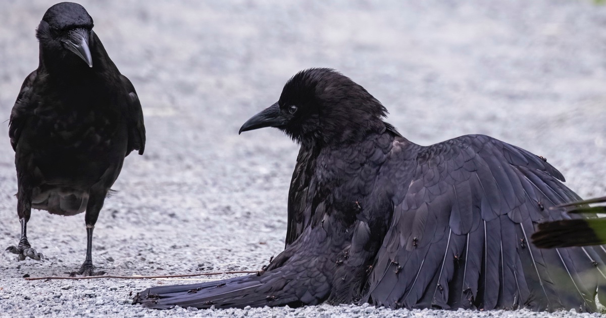 tony-austin-crow-anting-thumbnail.jpg - ViralBandit