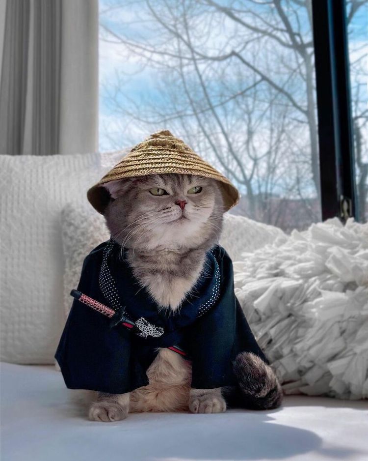 Benson the Cat in Cute Outfits