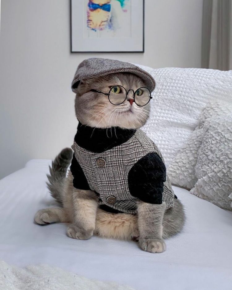 Benson the Cat in Cute Outfits