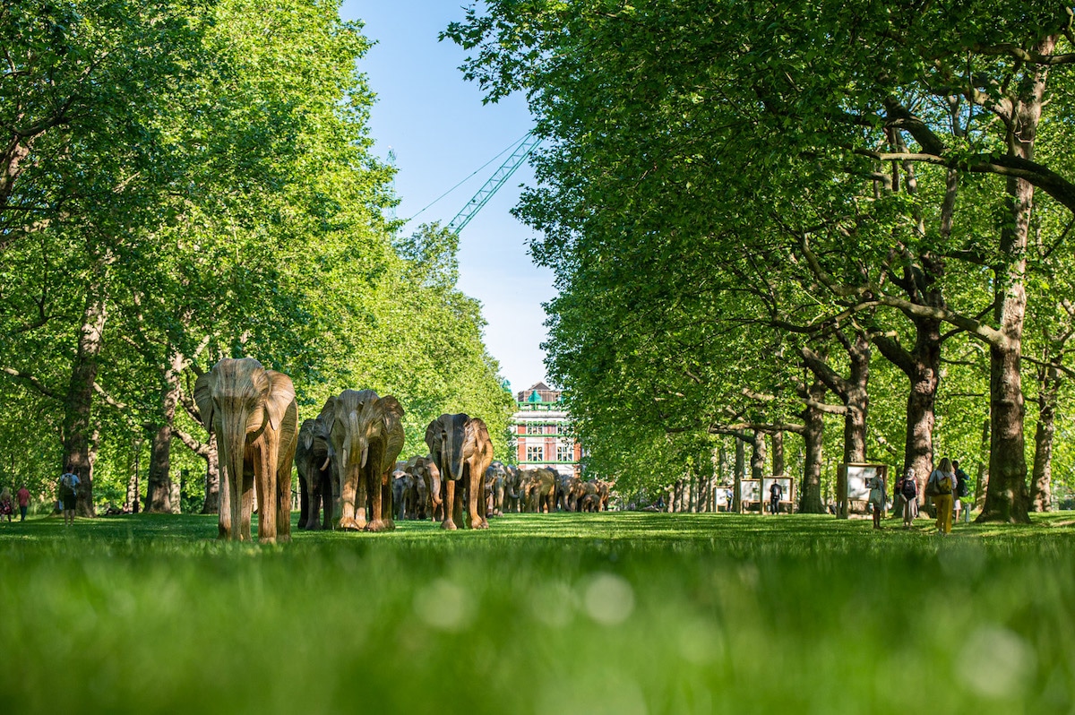 Coexistence Elephant Art Exhibit