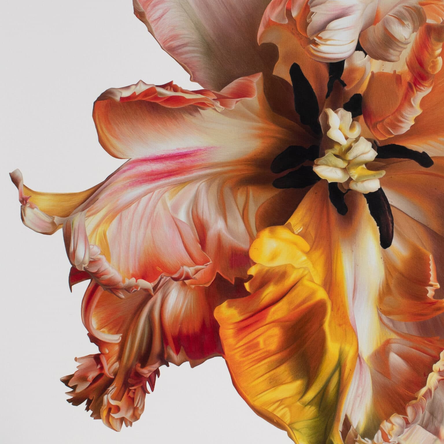 Floral Colored Pencil Drawings by CJ Hendry