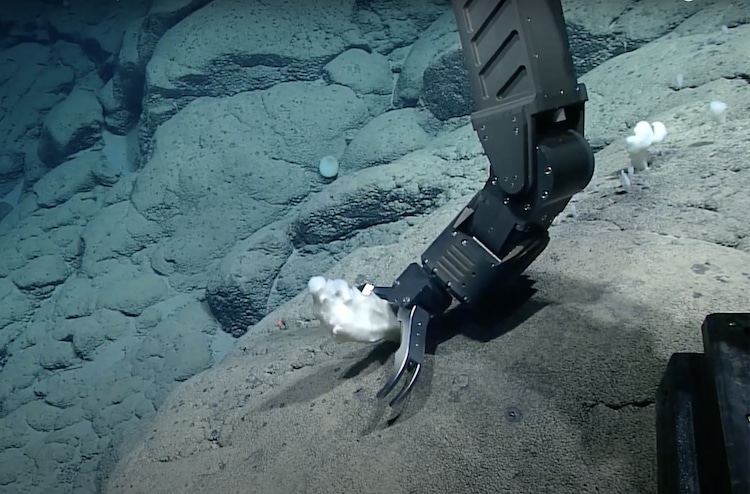 ROV collecting glass sponge off the Rockaway Seamount