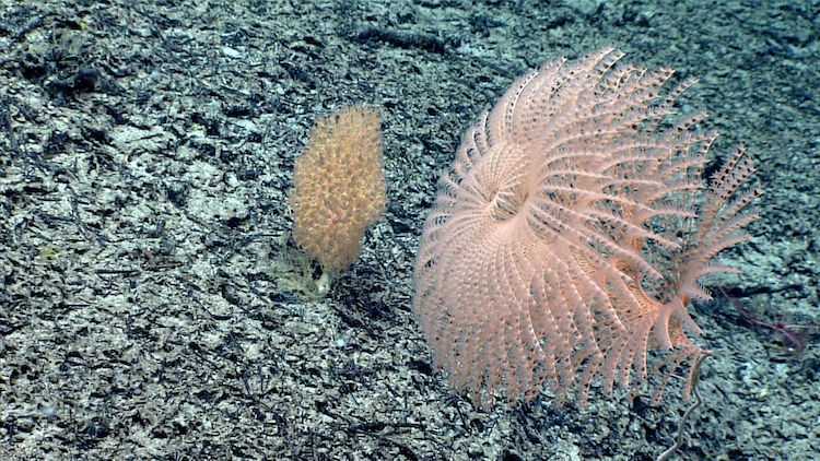 Rare Coral Observed on the Yakatut Seamount