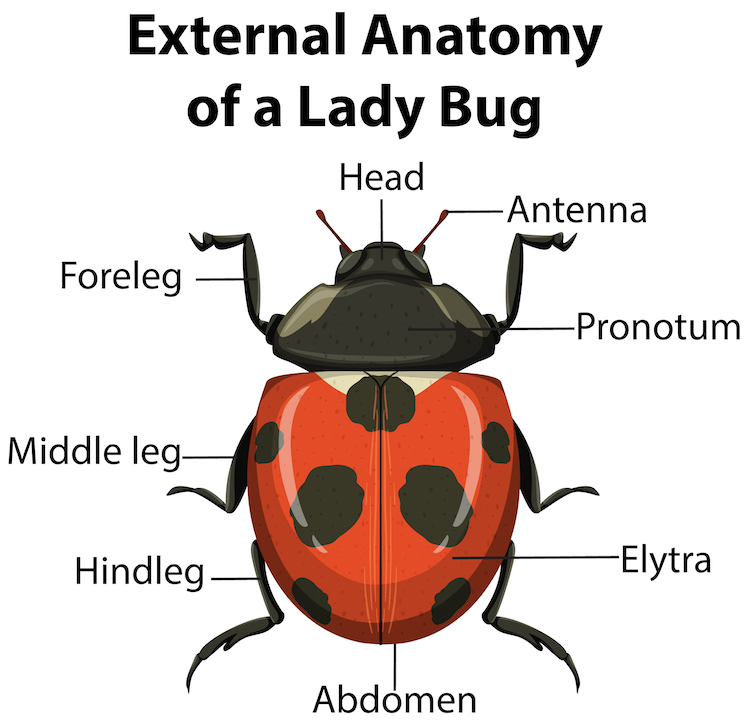 Anatomy of a Ladybug