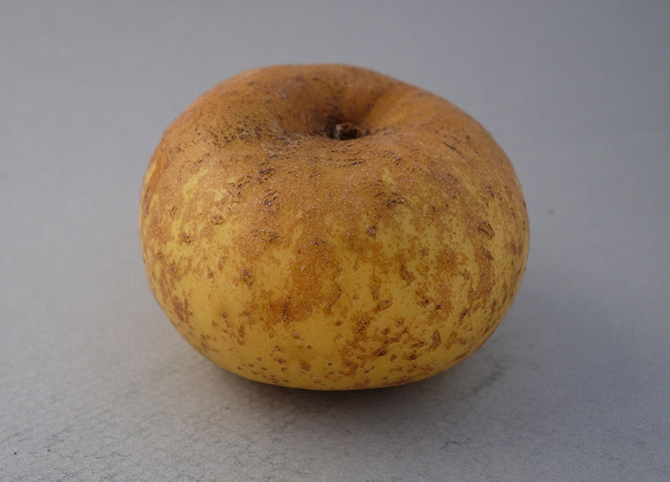 Gruff heritage apple