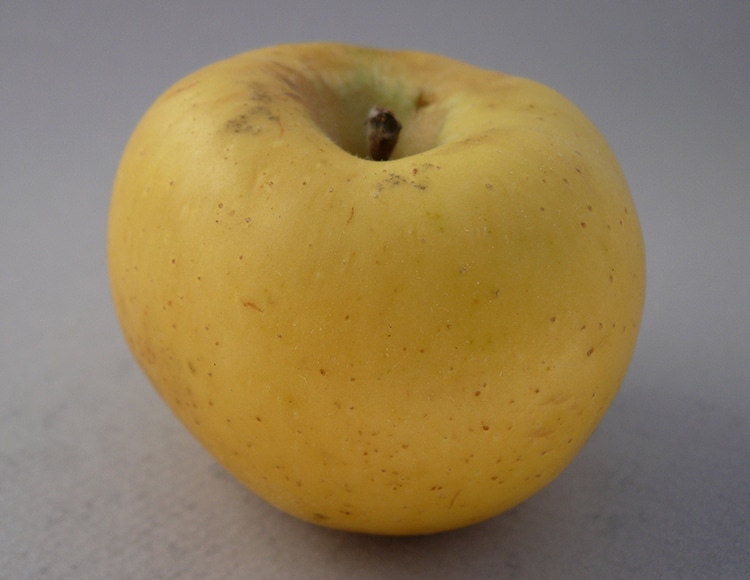 Lazarus heritage apple