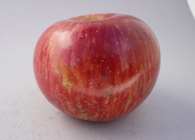 Stine McAfee Apple