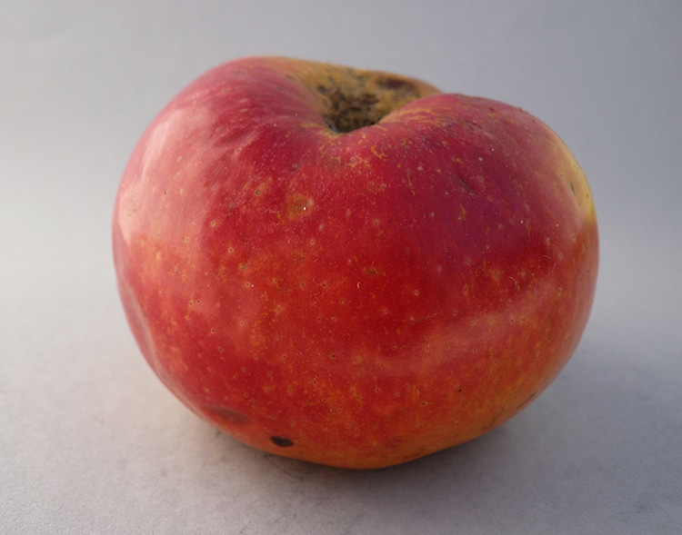 Mongolean Apple