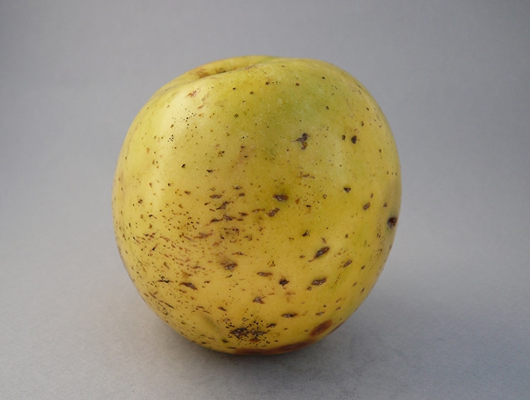 Tenderskin