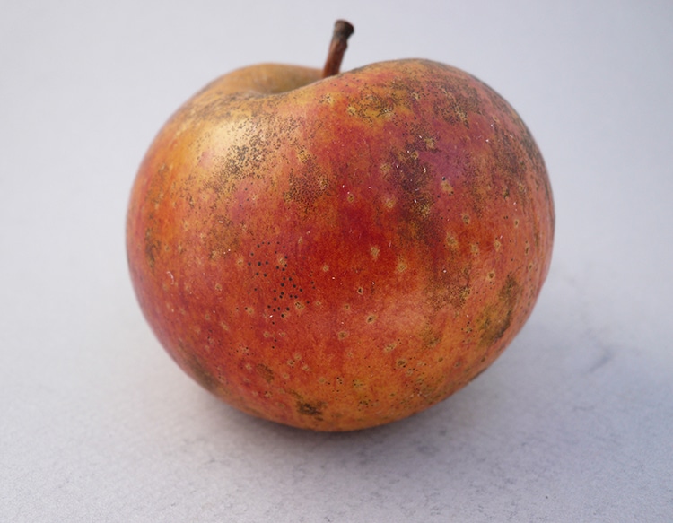 Barker's Liner Apple