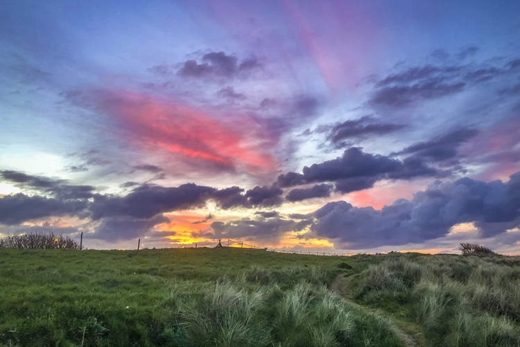 County Meath Rewilding Ireland