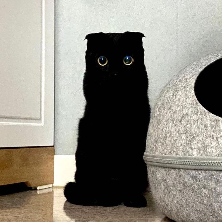 Black Cat Munji