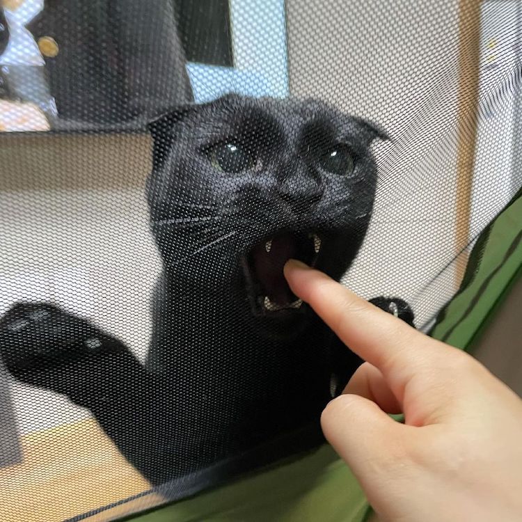 Black Cat Munji