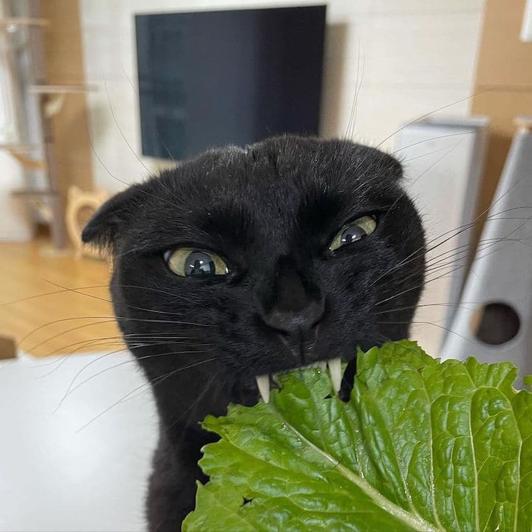 Black Cat Munji