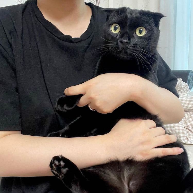 Black Cat Munji