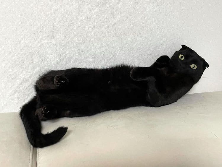 Black Cat Munji
