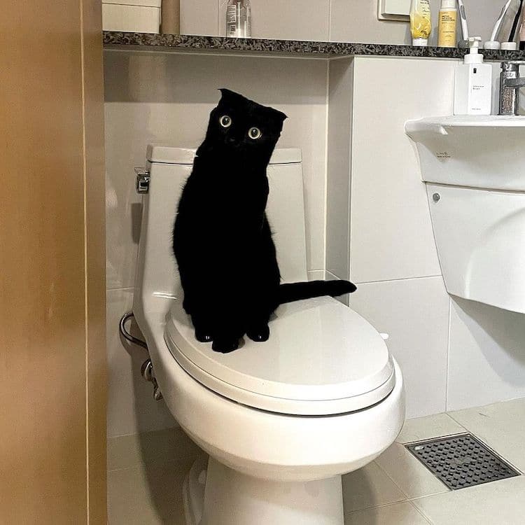 Black Cat Munji