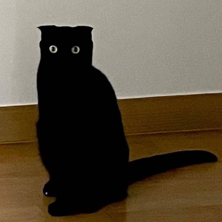 Black Cat Munji