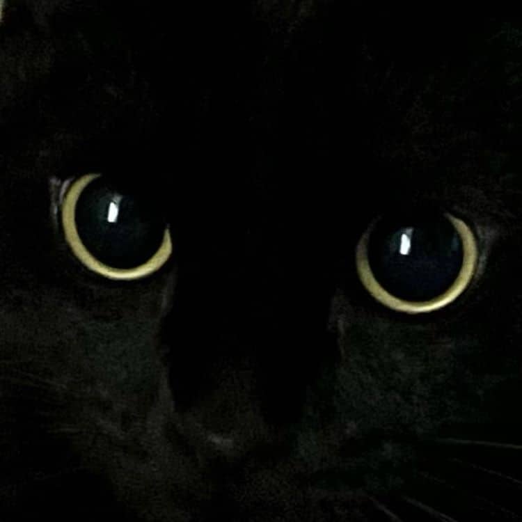 Black Cat Munji
