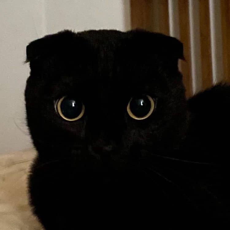 Black Cat Munji