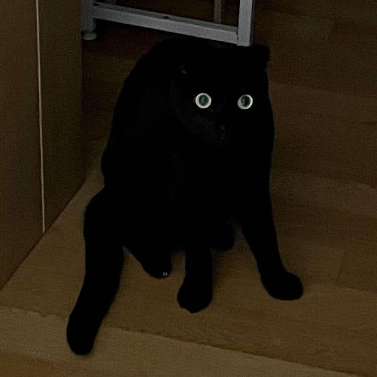 Black Cat Munji