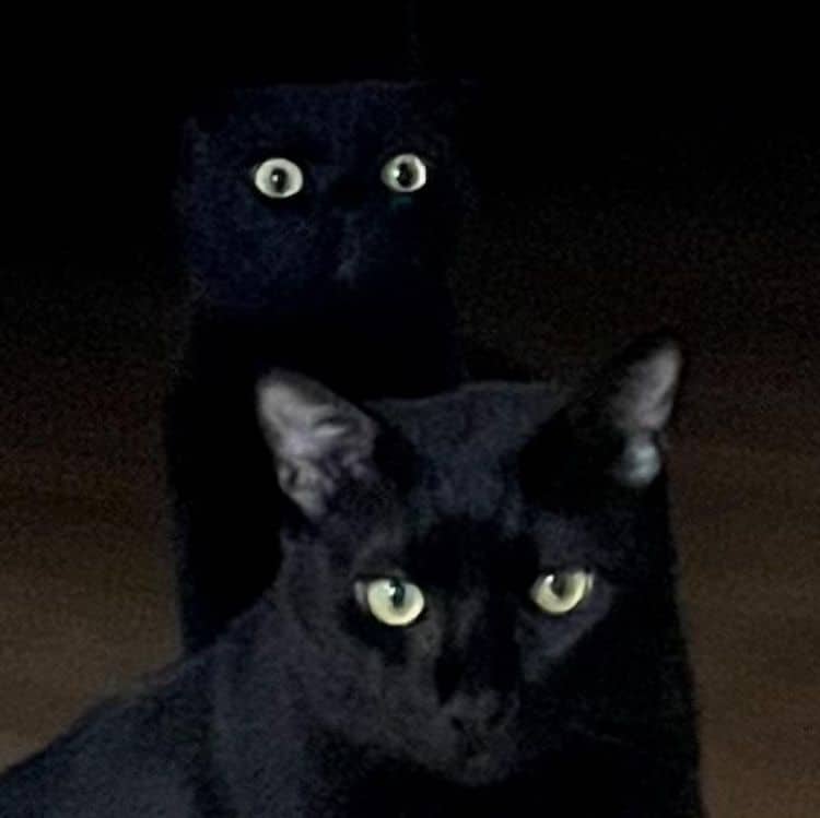 Black Cat Munji
