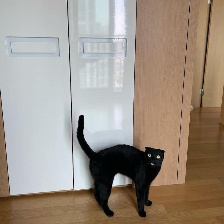 Black Cat Munji