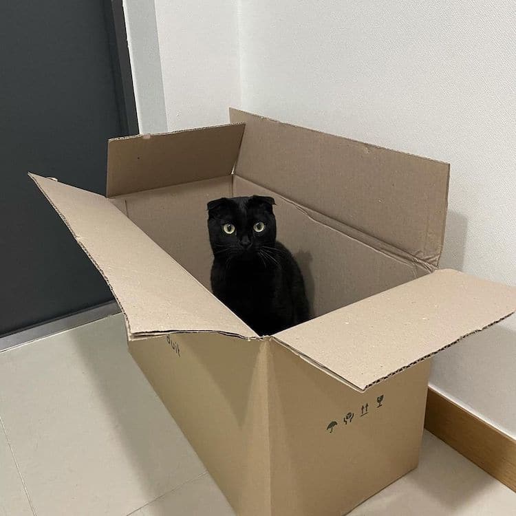 Black Cat Munji