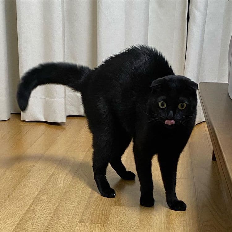Black Cat Munji